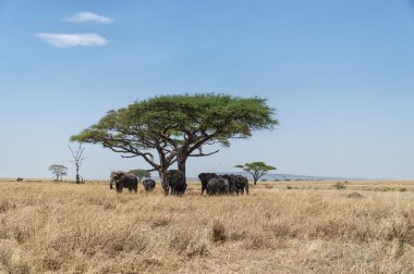 Akasya ağacı ve filler