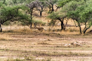Serengeti Ulusal Parkı, Tanzanya, koşu çita