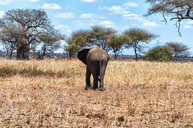 Arka görünümü fil