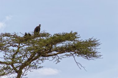 Serengeti Tanzanya, Afrika bir ağacın altında oturup akbabalar.