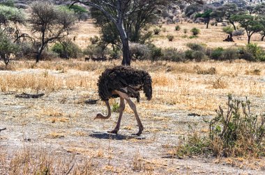 Struthio camelus (deve kuşu)