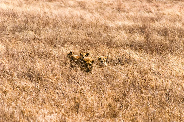 Lionnes se reposant et regardant dans la caméra, réserve naturelle de Ngorogoro, Tanzanie — Photo