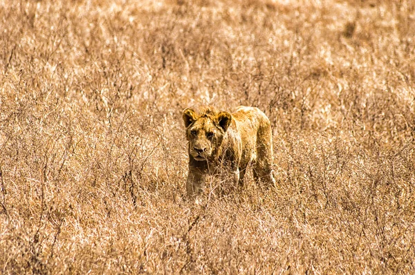 A nőstény oroszlán, a magas fű a Ngorongoro kráter, Tanzánia. — Stock Fotó