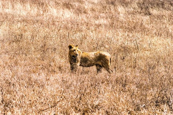 Una leona hembra en la hierba alta del cráter de Ngorongoro, Tanzania . — Foto de Stock