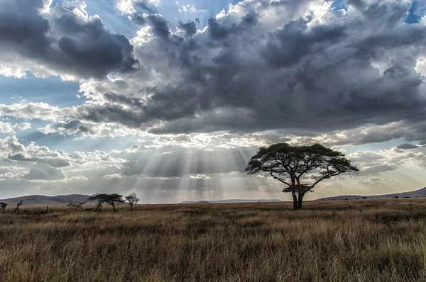 Afrika, Tanzanie národní Park Serengeti sunset — Stock fotografie