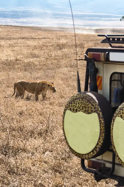 Eine Löwensafari — Stockfoto