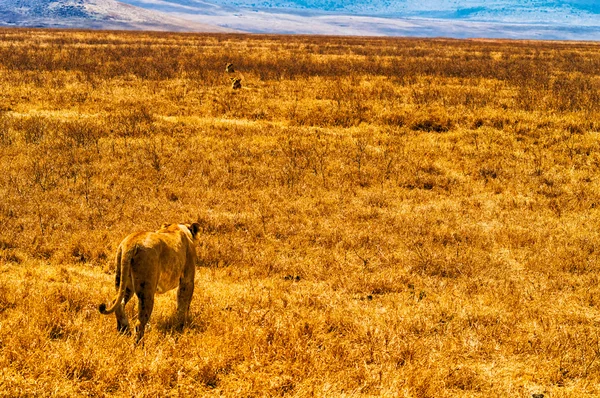 Λέαινα ακολουθώντας λιοντάρια σαβάνα — Φωτογραφία Αρχείου