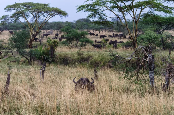 버팔로 Ngorongoro 분화구에 마른 잔디에 숨어 — 스톡 사진