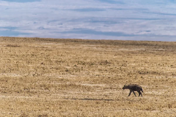 Spotted hyena (Crocuta crocuta) walking — Stock Photo, Image