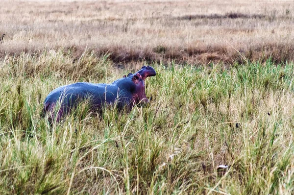 Brüllendes Nilpferd im hohen Gras in der Serengeti, Tansania — Stockfoto