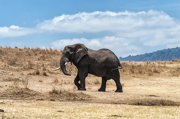 African Elephant at Serengeti National Park, Tanzania — Stock Photo, Image
