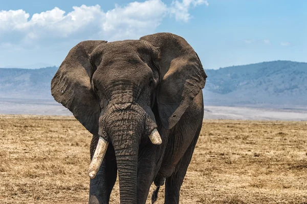 Elefante africano no Parque Nacional Serengeti, na Tanzânia — Fotografia de Stock