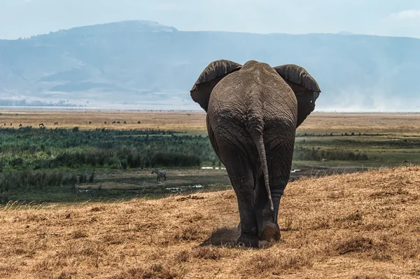 Rear View Elephant — Stock Photo, Image