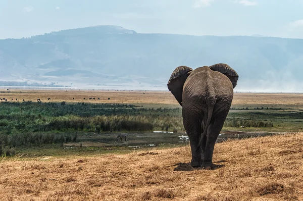 Rear View Elephant — Stock Photo, Image