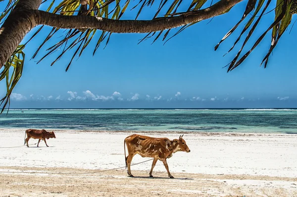 Tehenek, séta a fehér homokos tengerpart, a délkeleti partján, Zanzibar, Tanzánia. — Stock Fotó