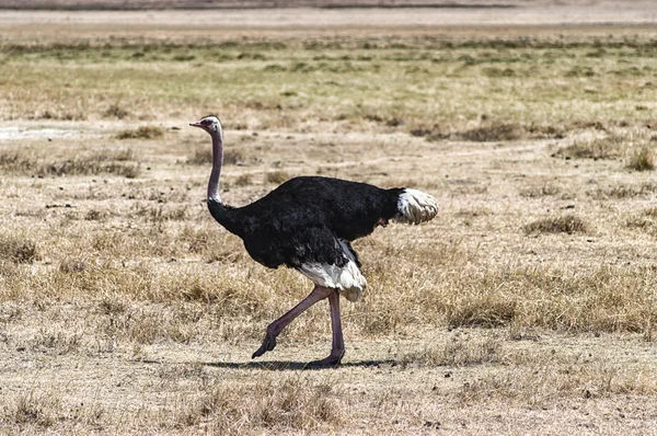 stock image Struthio camelus (Ostrich)