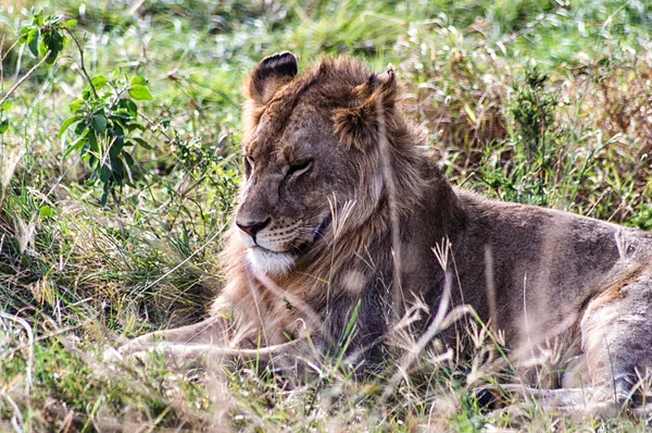 Primer plano de un león macho descansando — Foto de Stock