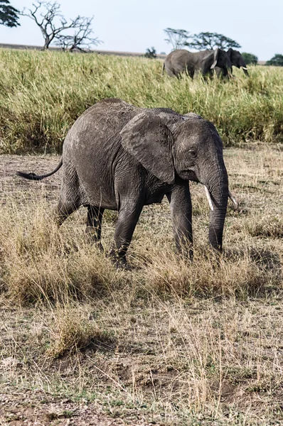 An Elephant at Ngorongoro Crater Conservation Area, Tanzania — Stock Photo, Image