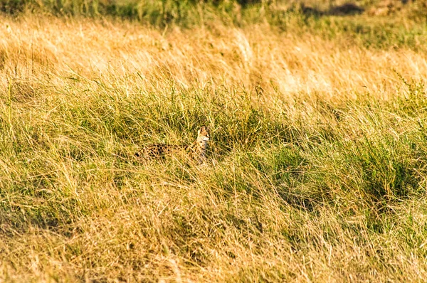 山猫-山猫藏在草地上 — 图库照片