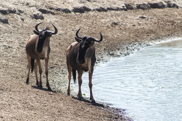 Brindled wildebeest at a waterhole — Stock Photo, Image