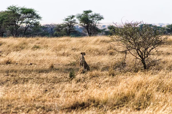 Cheetah o Park Narodowy Serengeti, Tanzania — Zdjęcie stockowe