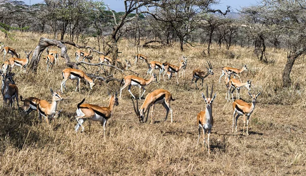 Κοπάδι των γυναικών impala — Φωτογραφία Αρχείου