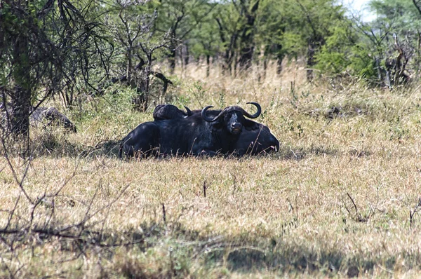 Group of cape Buffalos in Tanzania — Stock Photo, Image