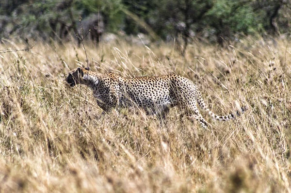Гепард в Национальном парке Серенгети, Танзания — стоковое фото
