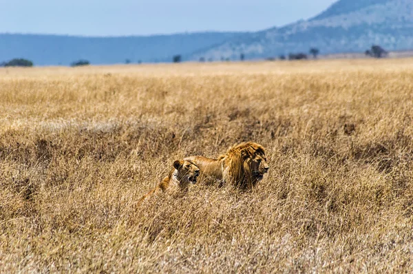 Een leeuw en Leeuwin in Serengeti National Park, Tanzania — Stockfoto