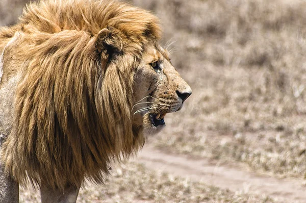 Een majestueuze Leeuw — Stockfoto