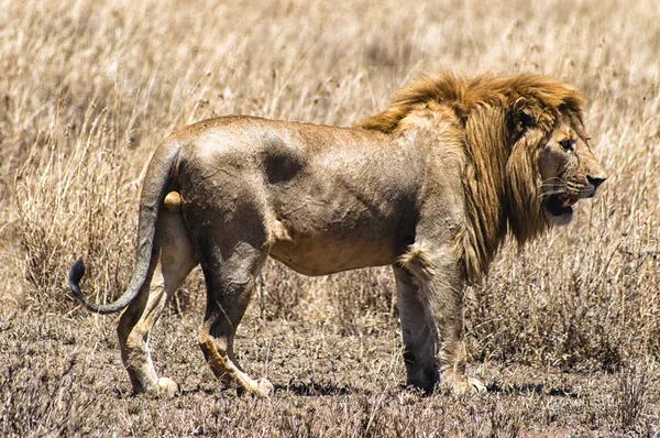 Egy fenséges oroszlán — Stock Fotó