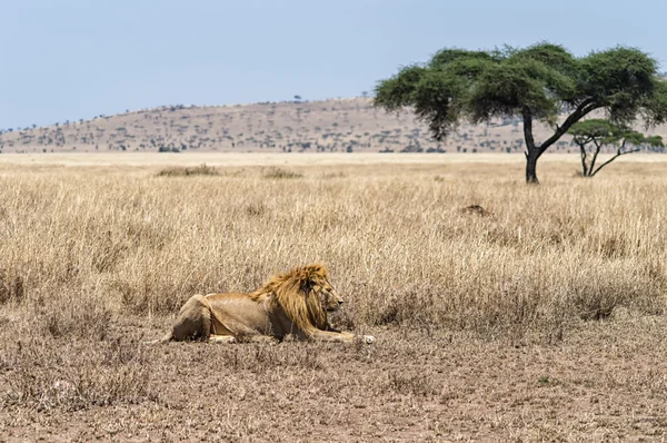 Um leão majestoso — Fotografia de Stock