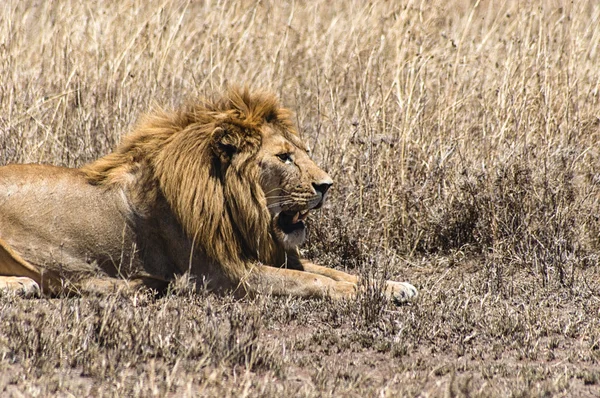 Un león majestuoso — Foto de Stock