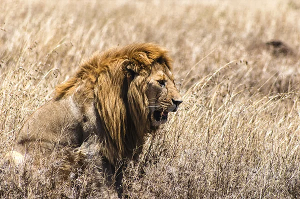 Ein majestätischer Löwe — Stockfoto
