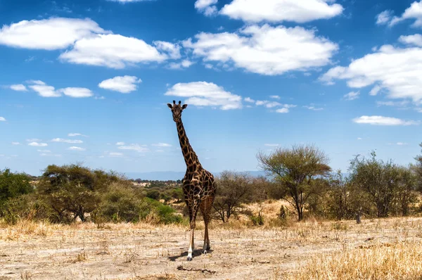 Giraffa al Parco Nazionale del Serengeti, Tanzania — Foto Stock