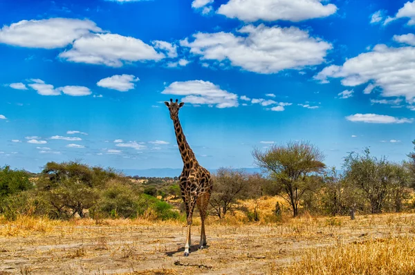 Giraffa che fissa nel parco nazionale del Serengeti, Tanzania — Foto Stock