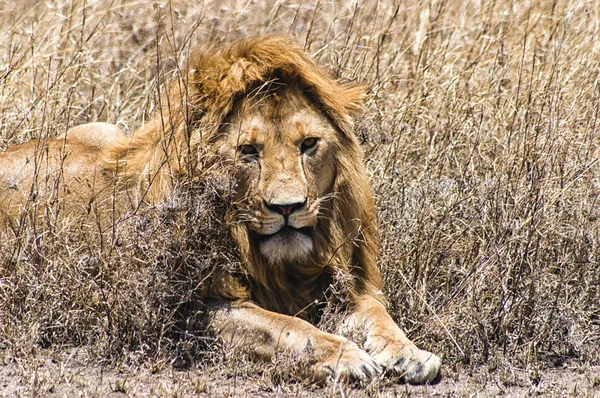 Un león majestuoso — Foto de Stock