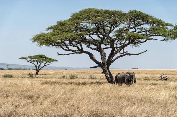 Acácia árvore e elefantes — Fotografia de Stock