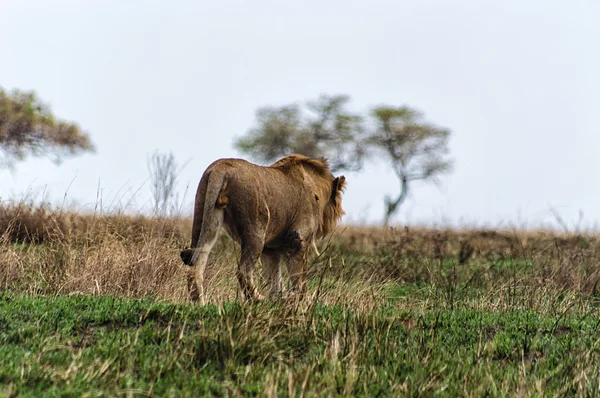 León caminando lejos — Foto de Stock