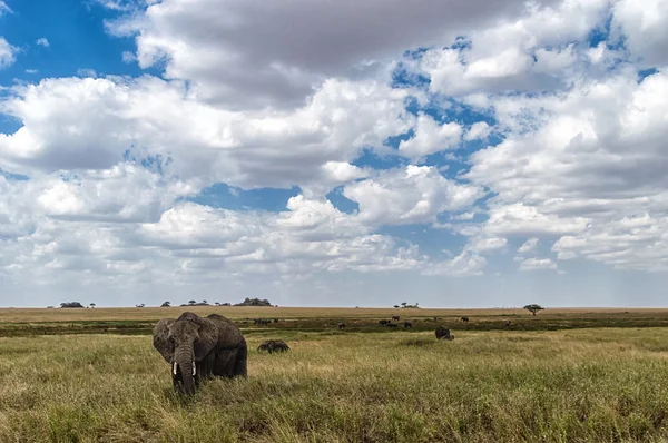 Afrikai elefánt a Serengeti Nemzeti Park, Tanzánia — Stock Fotó