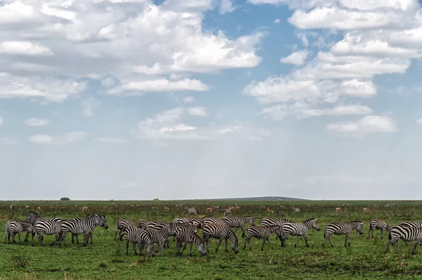 Herd of plain zebras — Stock Photo, Image