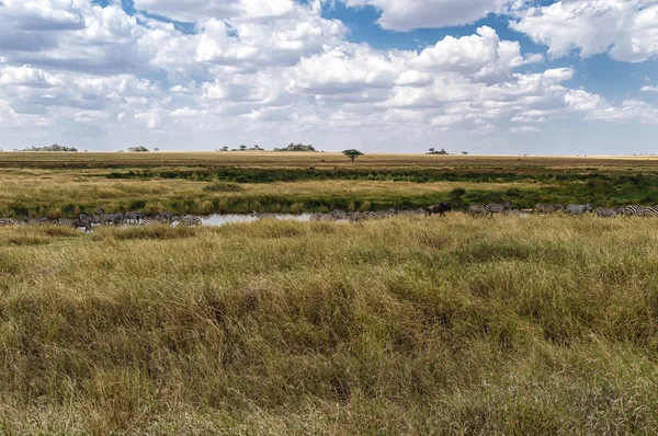 非洲大草原与斑马 — 图库照片