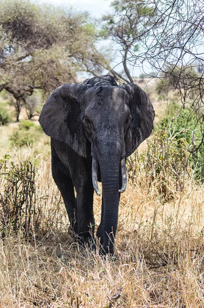 Afrikaanse olifant wandelen op Serengeti National Park, Tanzania — Stockfoto