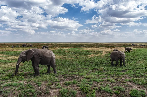 Elefantes no Parque Nacional Serengeti, na Tanzânia — Fotografia de Stock