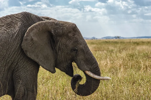 Close-up of a African Elephant eating grass — Stock Photo, Image