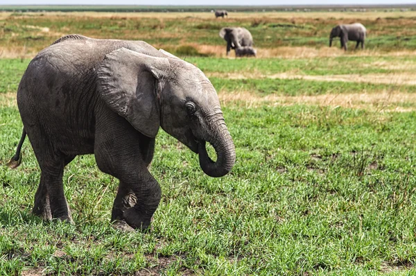 Baby Elephant at Ngorogoro National park, Tanzania — Stock Photo, Image