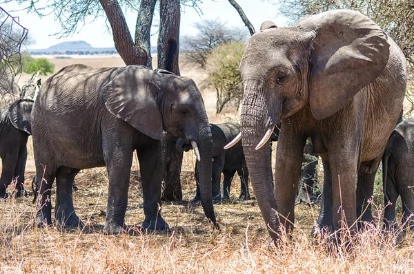 Elephants at Serengeti National Park, Tanzania — Stock Photo, Image