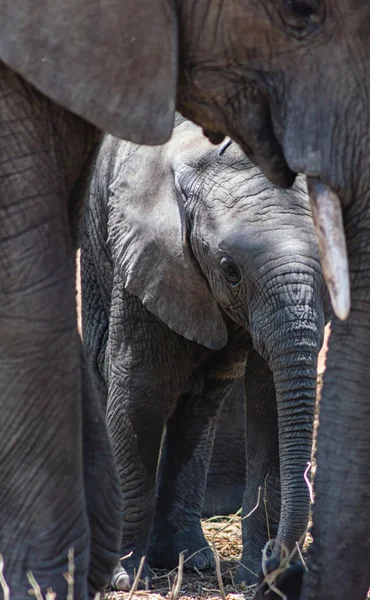 Elefante bebé enmarcado entre las piernas y el tronco de la madre . — Foto de Stock