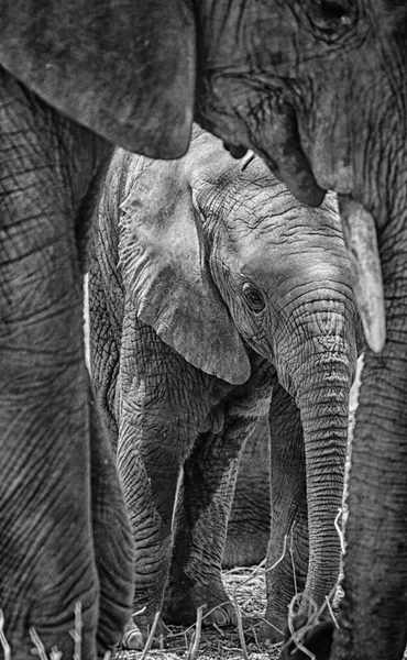 Ein Baby-Elefant — Stockfoto