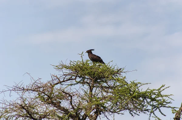 Águila marcial (polemaetus bellicosus ) — Foto de Stock